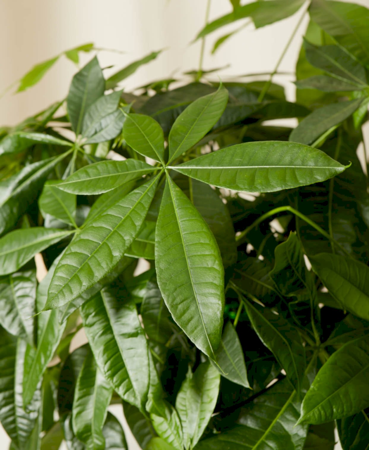Buy Bloomscape Potted Money Tree