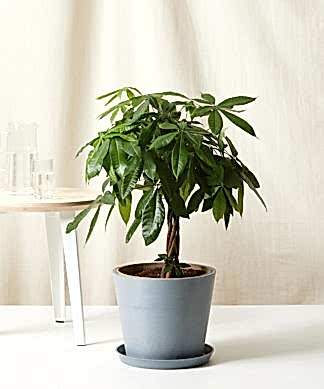 Buy Bloomscape Potted Money Tree