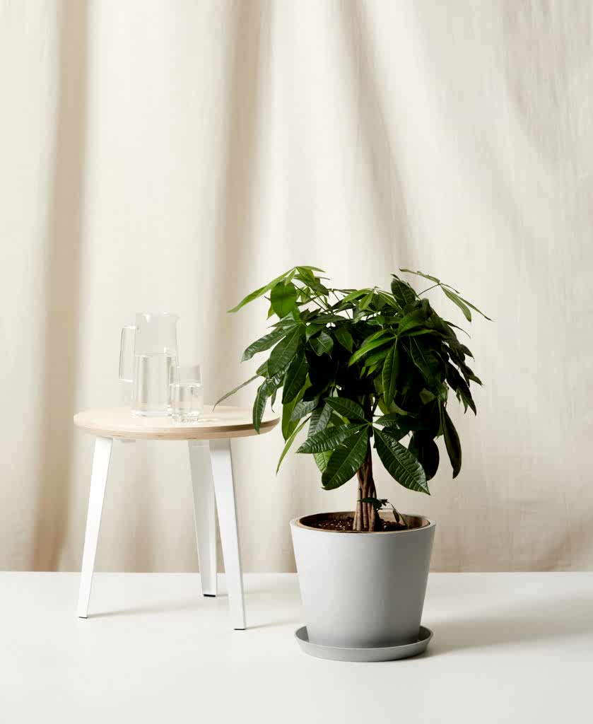Bloomscape Large Money Tree potted in Stone Ecopot.