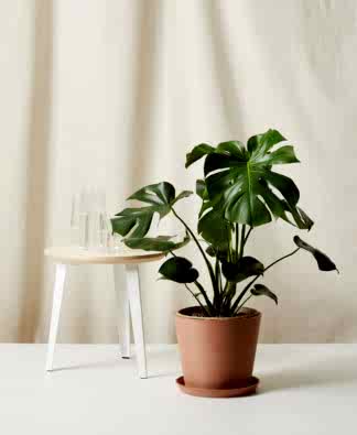 Buy Bloomscape Potted Monstera