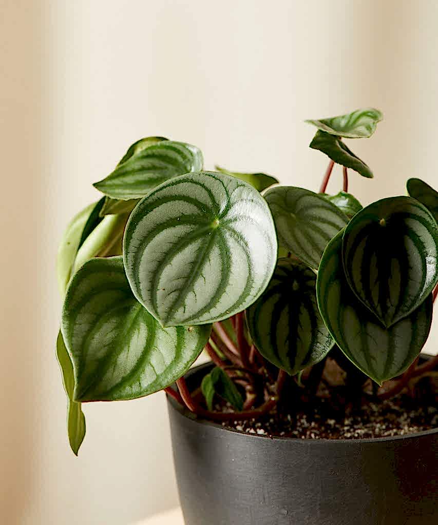 Buy Bloomscape Kid Safe Potted Peperomia Watermelon