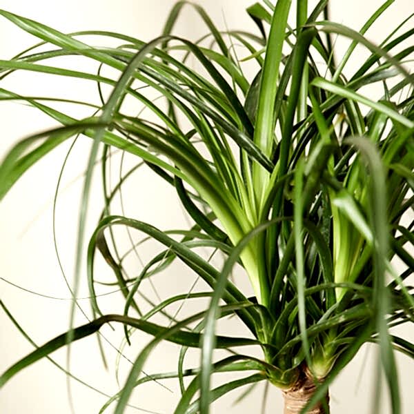 Ponytail Palm Care