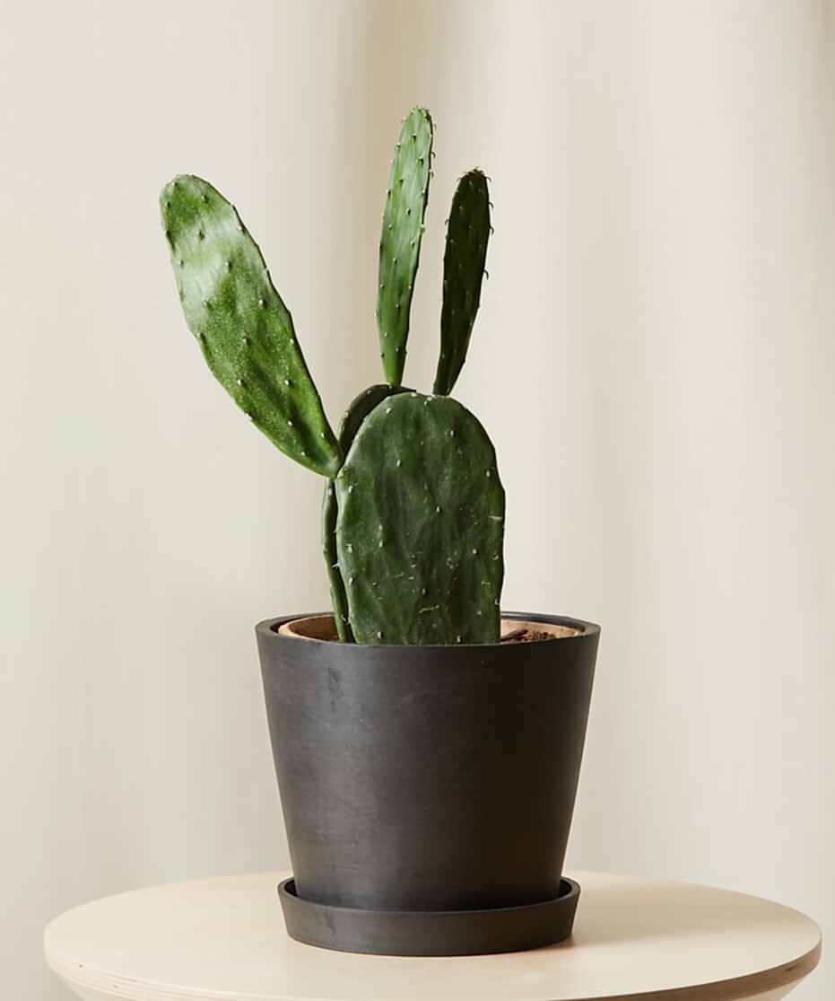 Buy Bloomscape Potted Prickly Pear Cactus