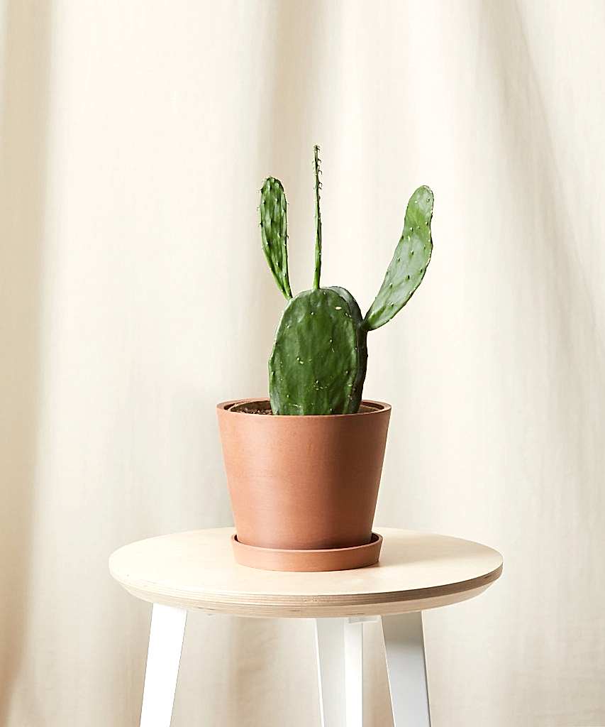 Buy Bloomscape Potted Prickly Pear Cactus