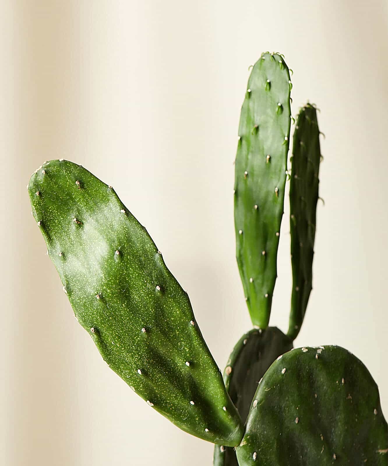 Buy Bloomscape Potted Prickly Pear Cactus