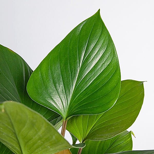 Homalomena Care