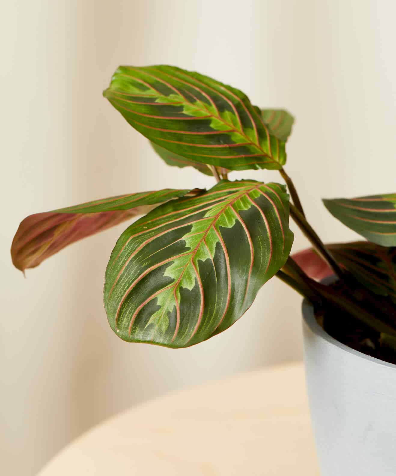 Buy Bloomscape Potted Red Prayer Plant