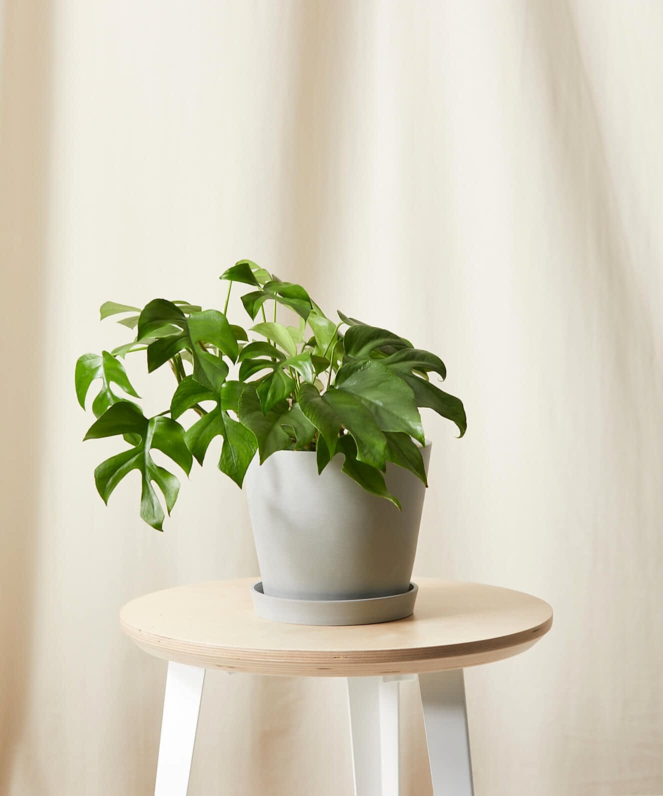 plant image