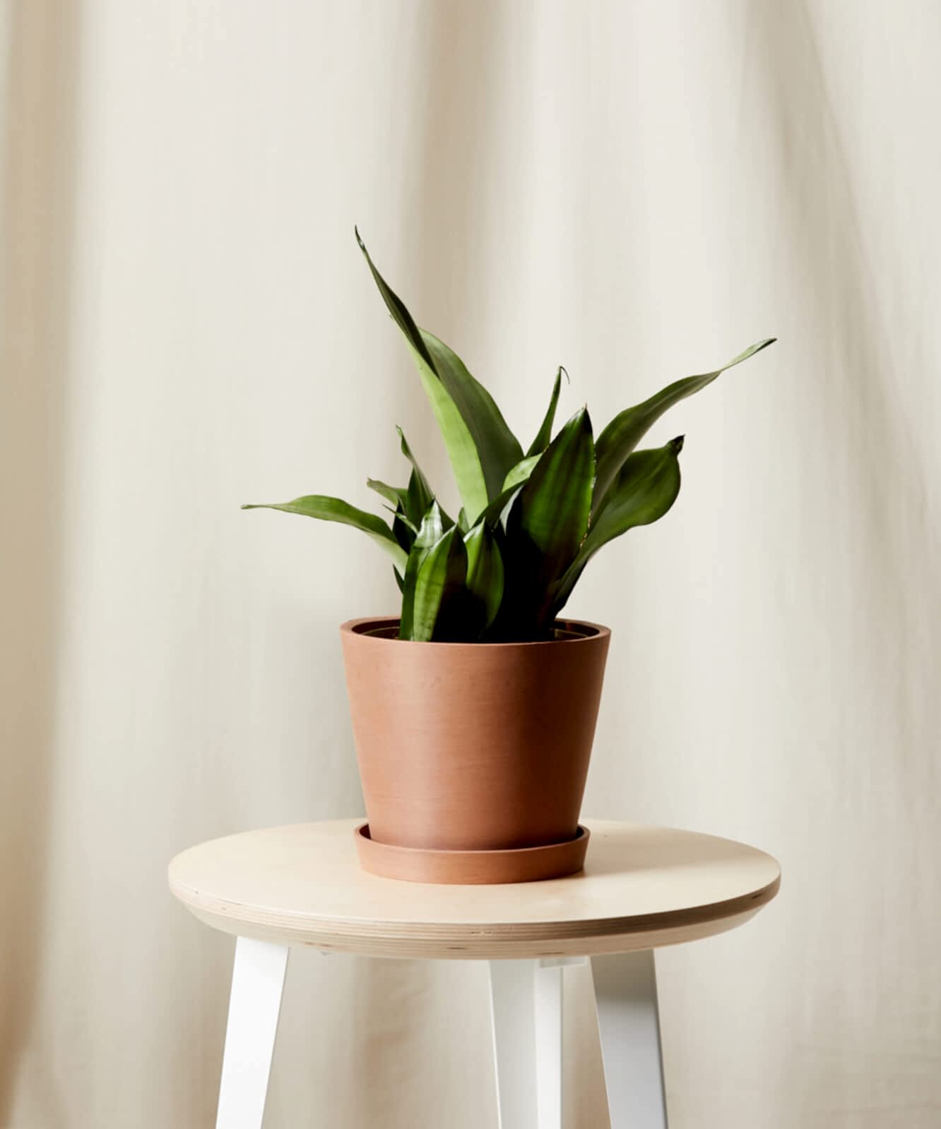 Buy Bloomscape Potted Sansevieria Moonshine
