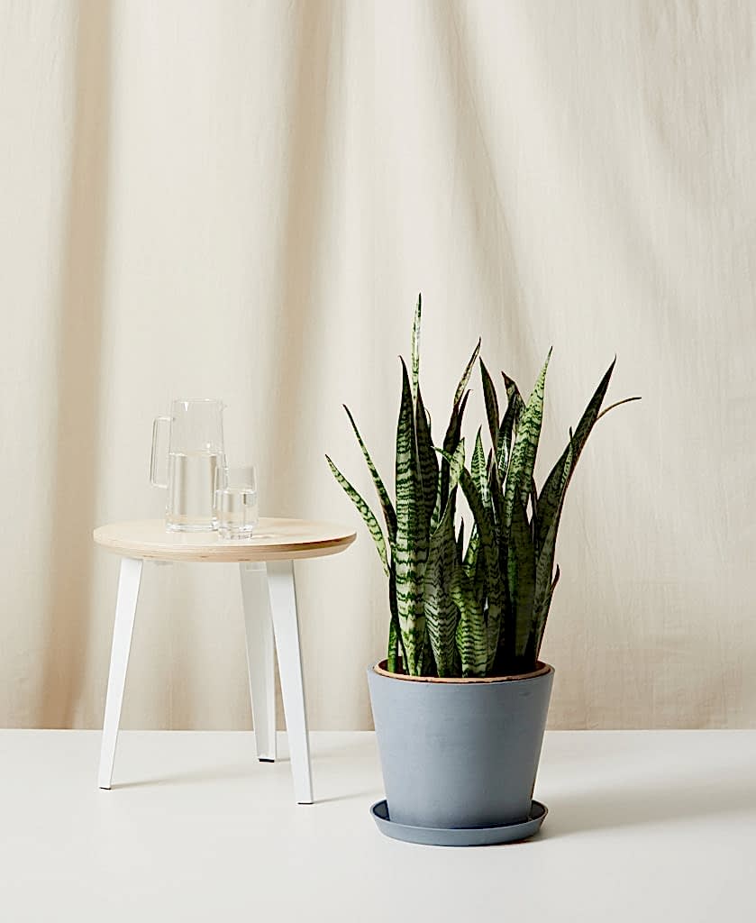 Buy Bloomscape Potted Sansevieria