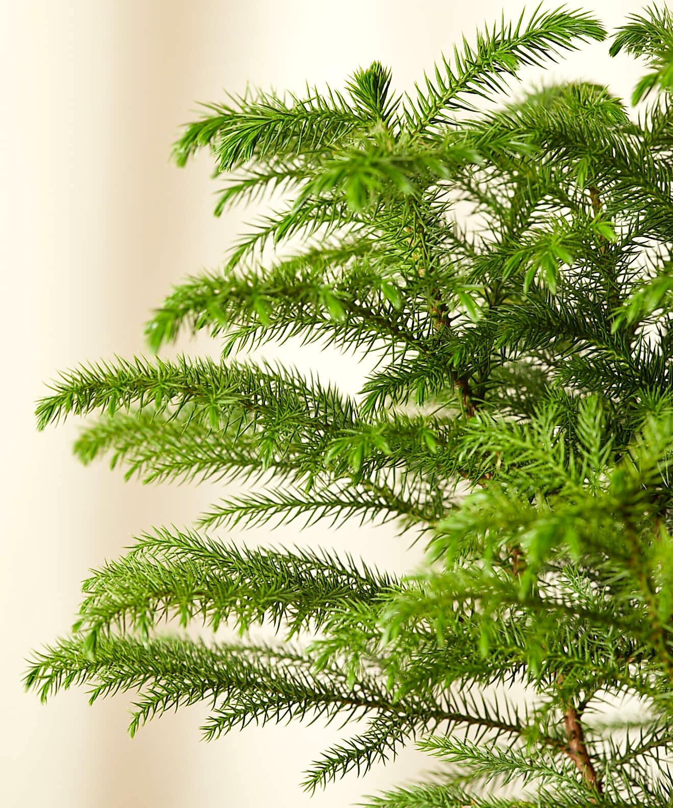 Buy Bloomscape Potted Tabletop Norfolk Pine