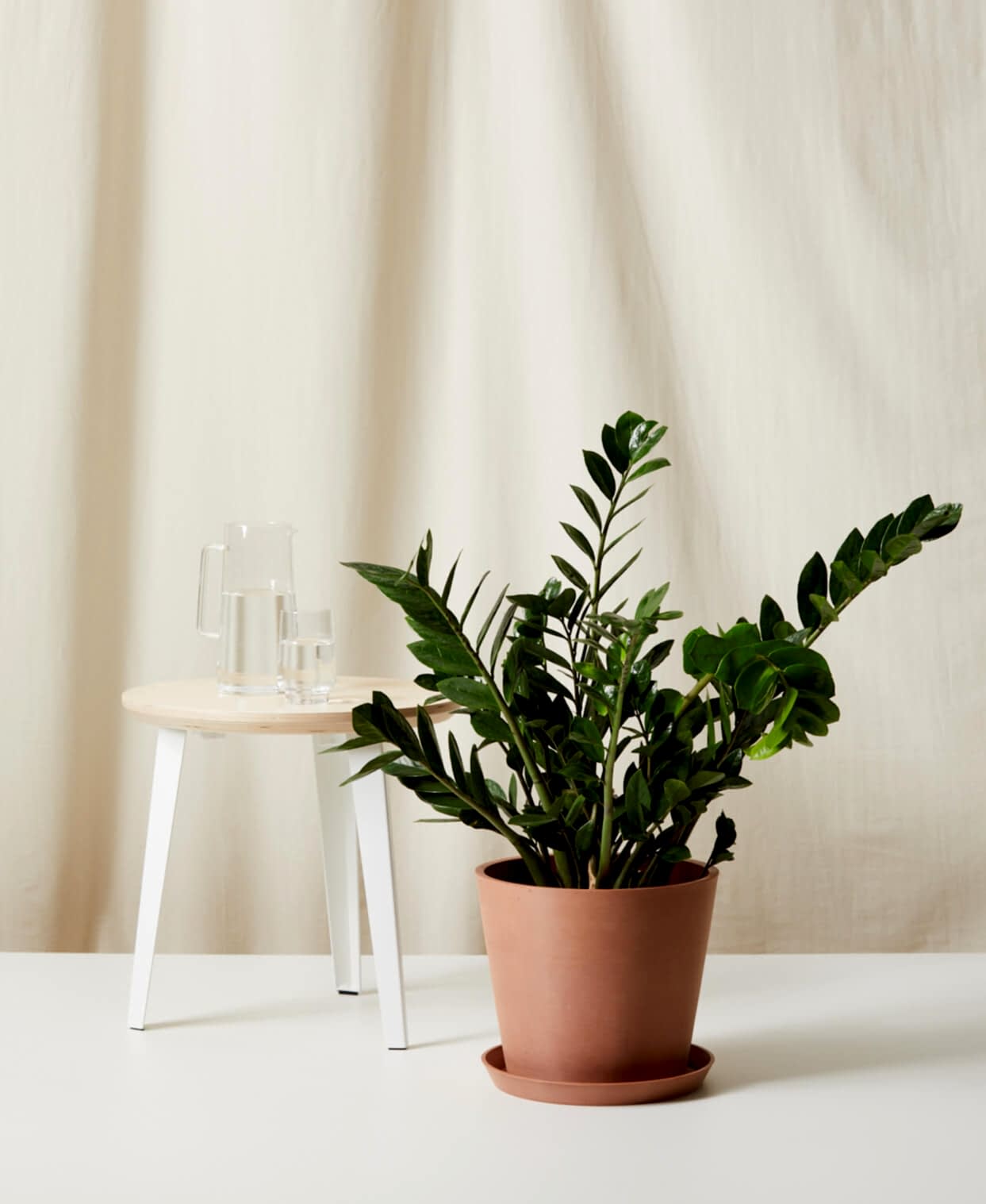 ZZ Plant