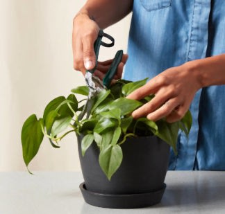 Buy Bloomscape Houseplant Snips