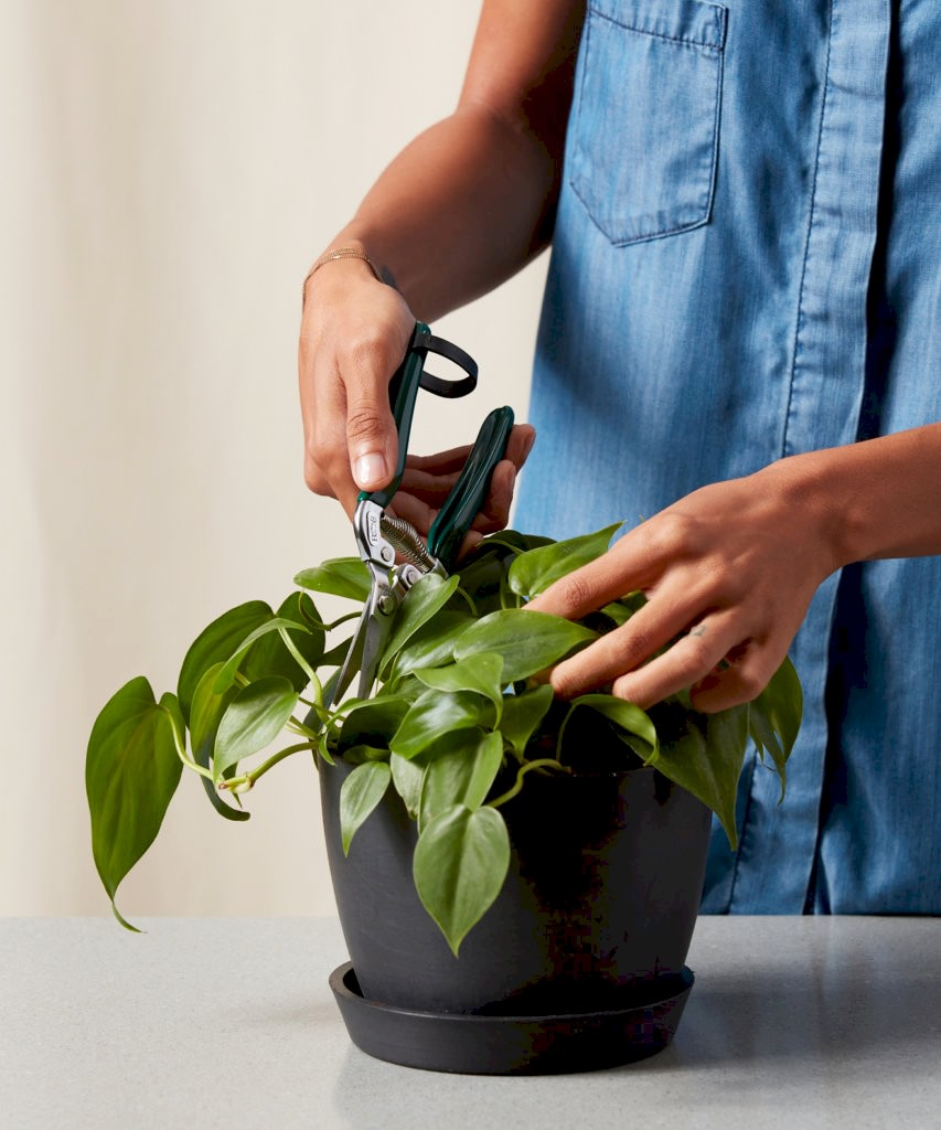 Buy Bloomscape Houseplant Snips