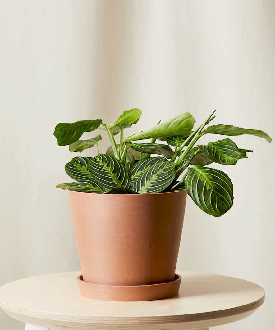 Buy Bloomscape Potted Neon Prayer Plant