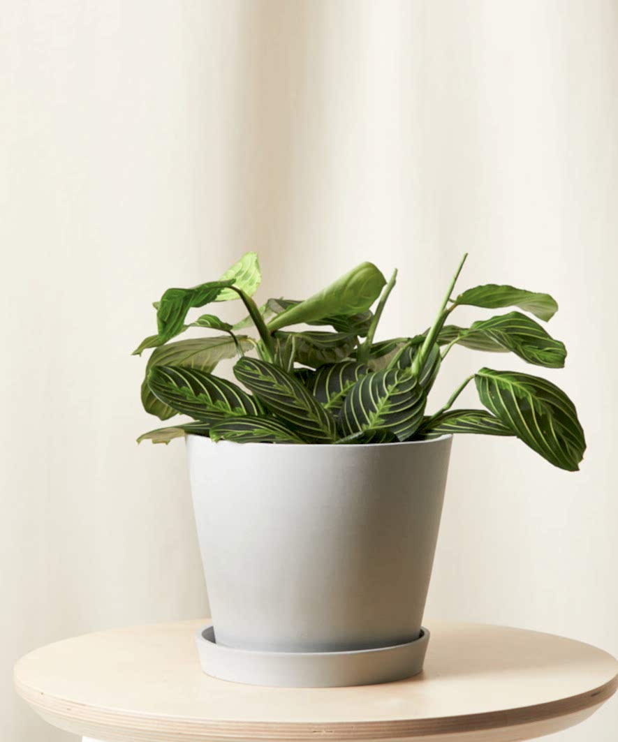 Buy Bloomscape Potted Neon Prayer Plant