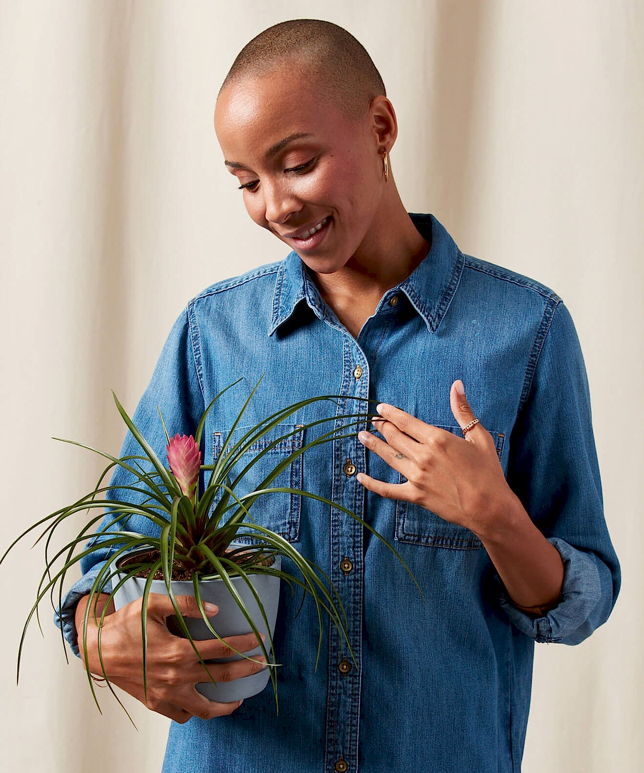 Buy Bloomscape Potted Tillandsia Summer