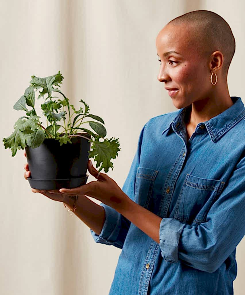 Buy Bloomscape Potted Kale Storm