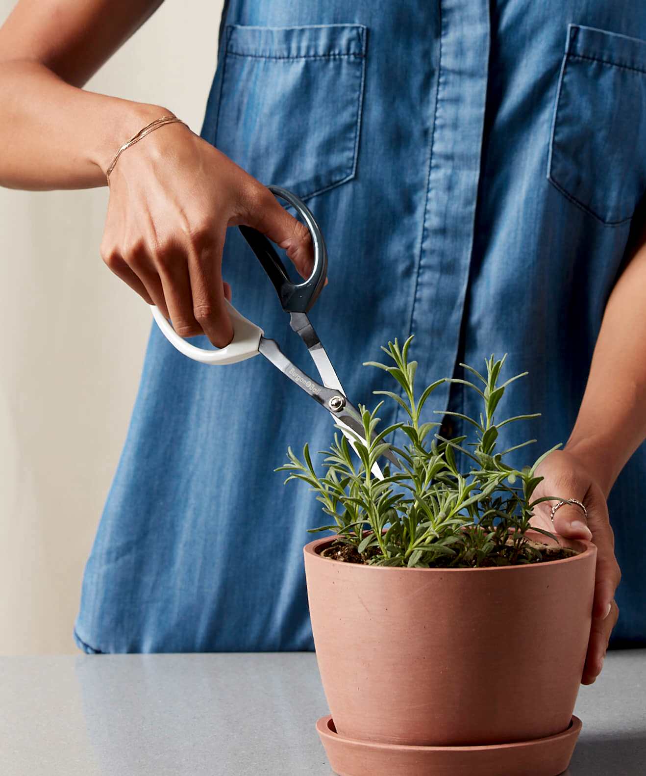 related plant issue