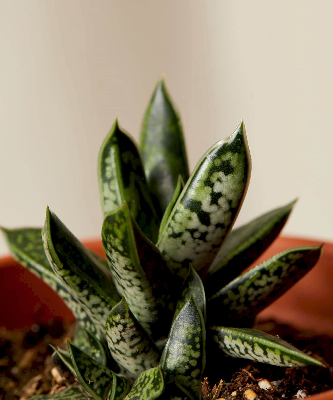 plant image