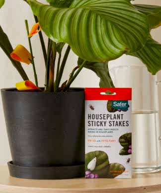 Buy Bloomscape Sticky Stakes