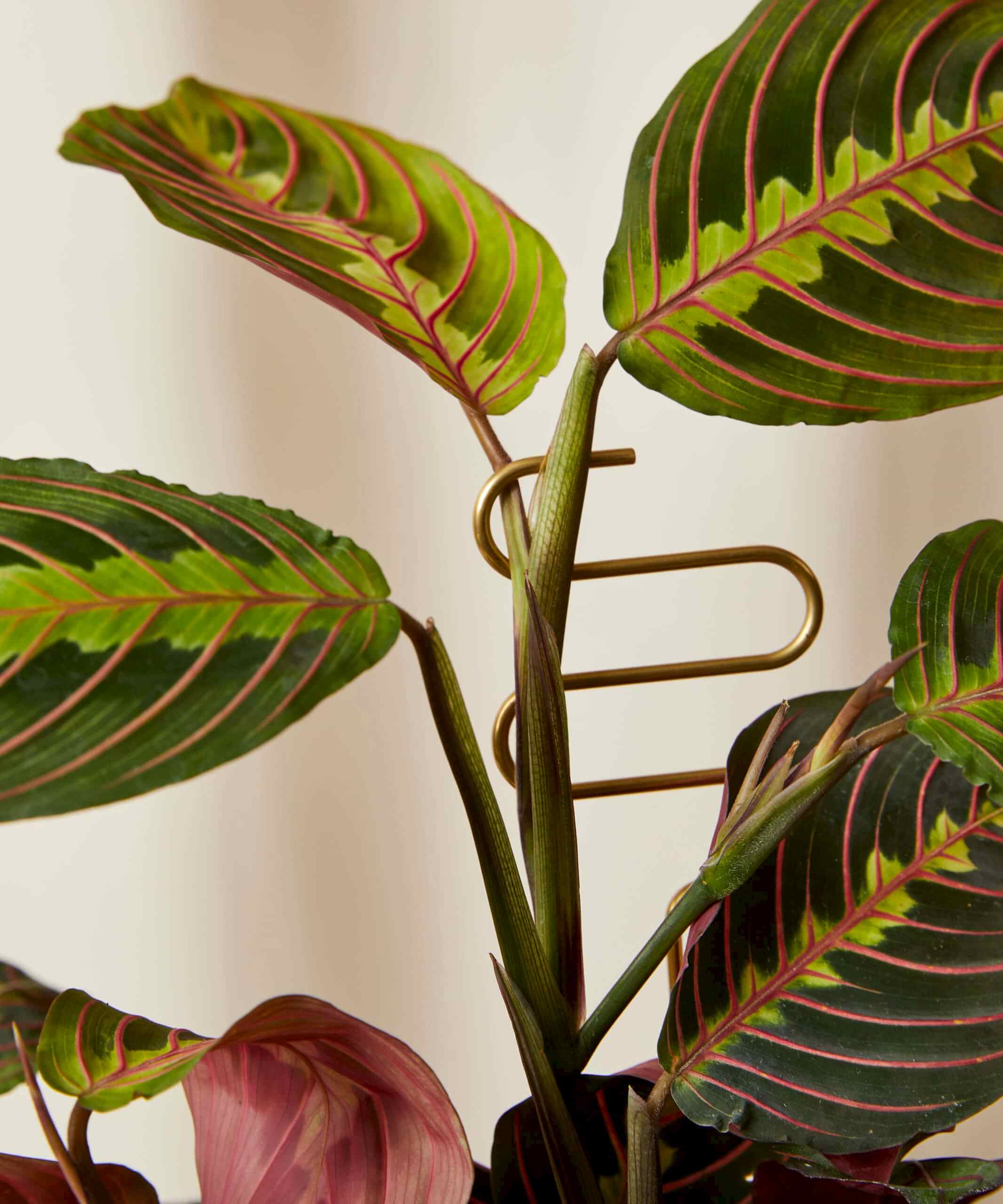 Buy Bloomscape Plant Sticks