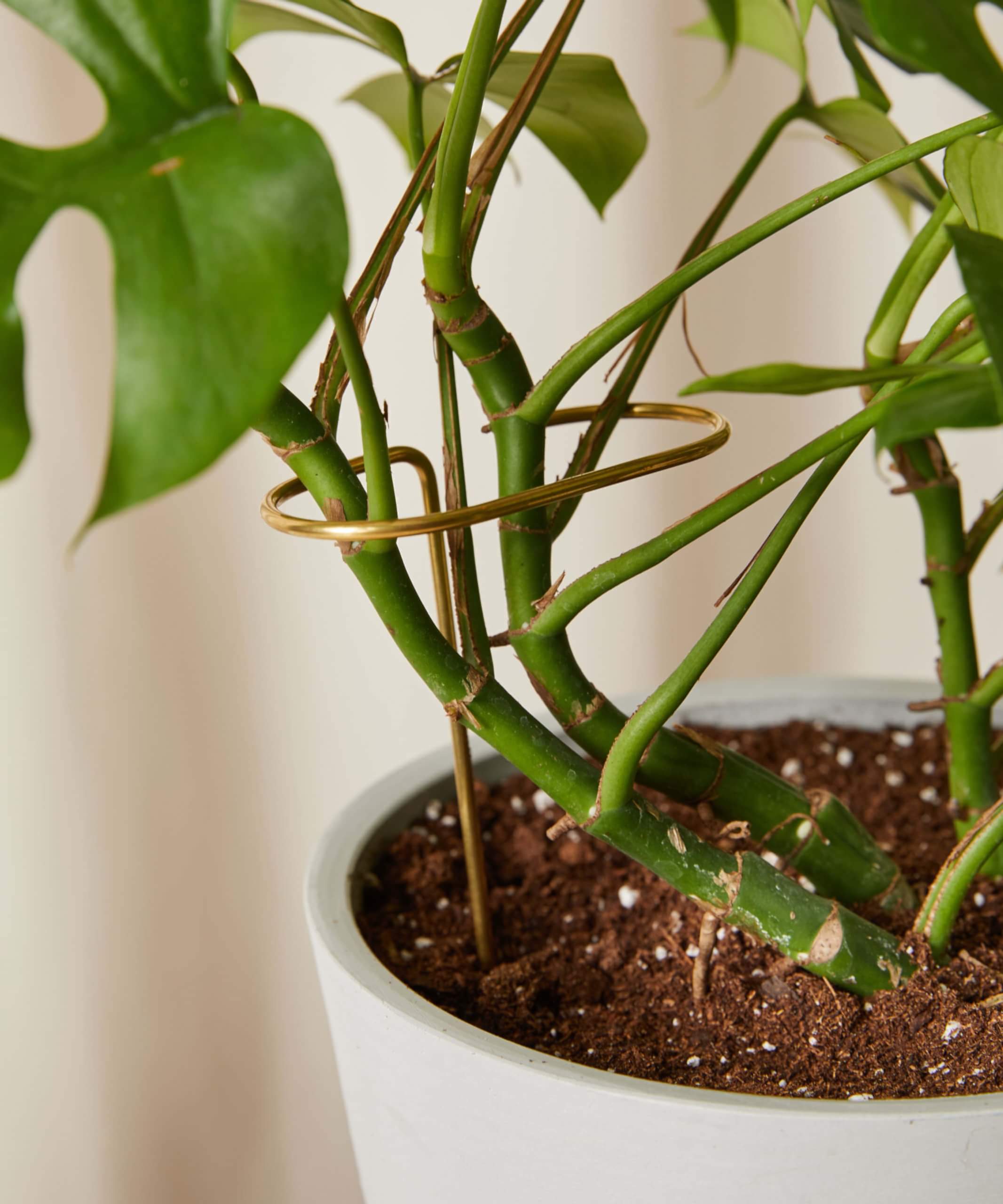 Buy Bloomscape Plant Sticks