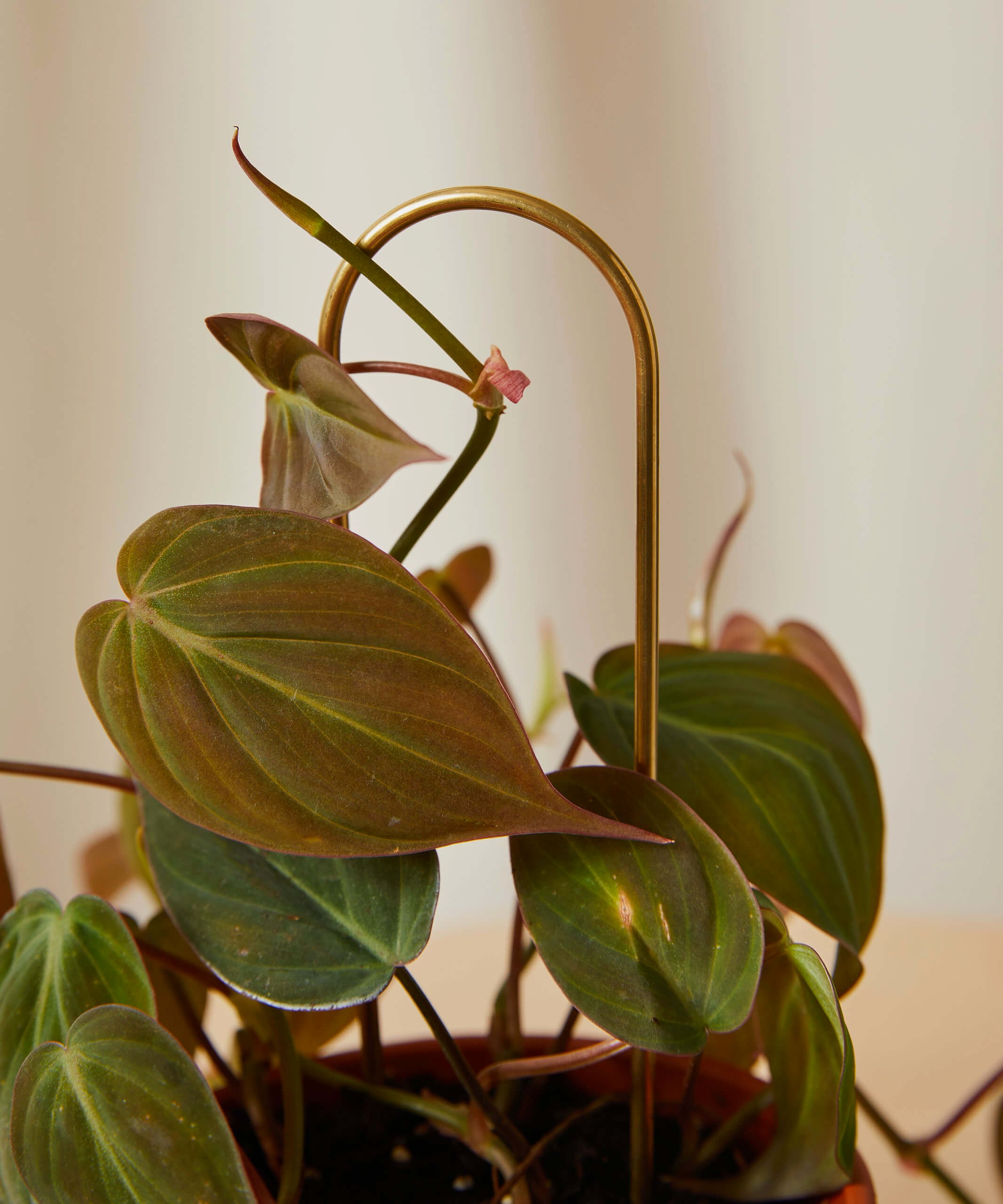 Buy Bloomscape Plant Sticks