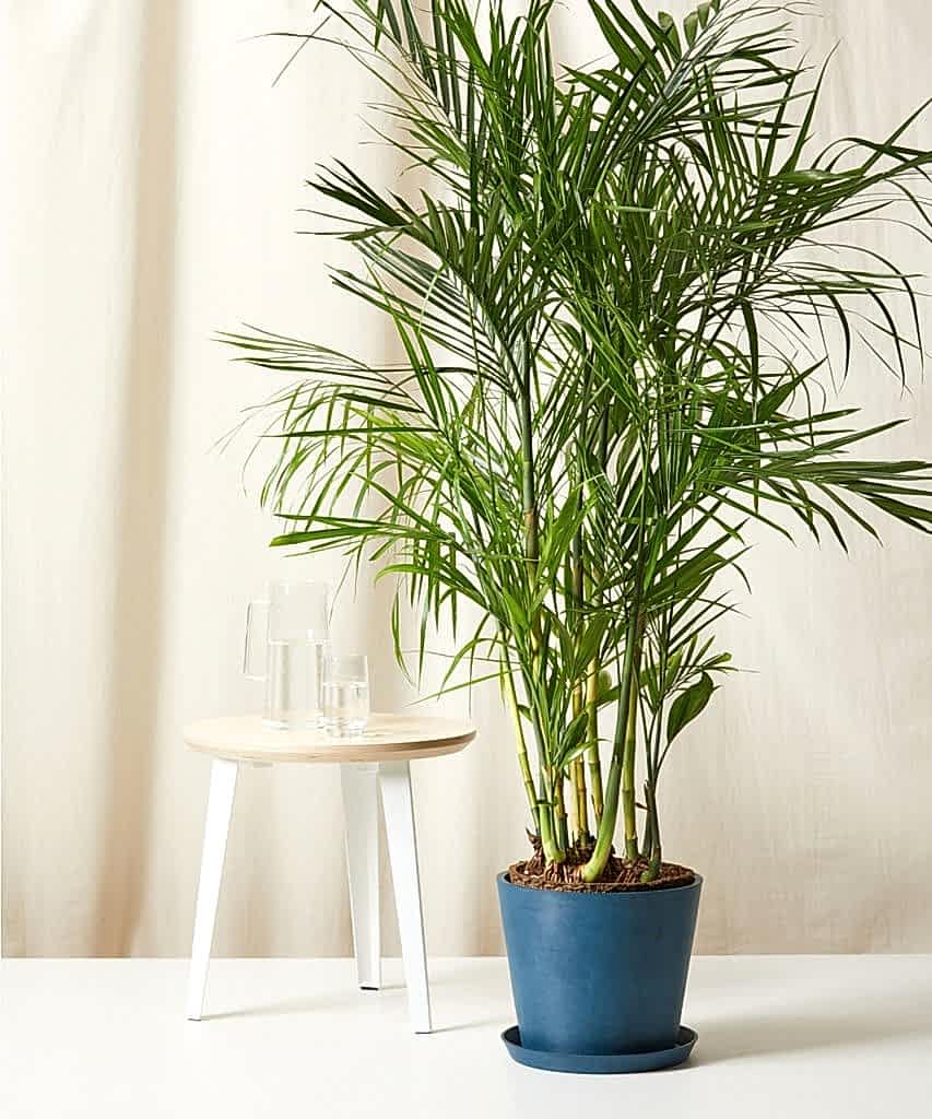 Bloomscape Extra-Large Bamboo Palm potted in Indigo EcoPot