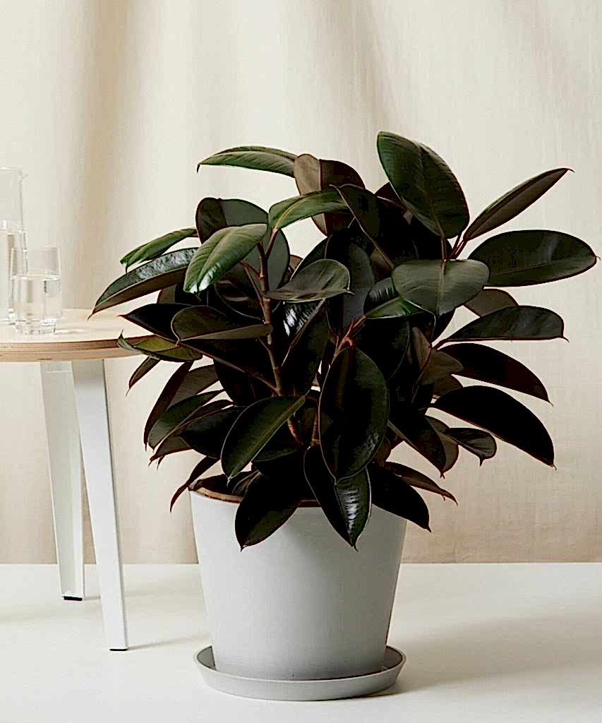Bloomscape Large Burgundy Rubber Tree potted in Stone Ecopot.