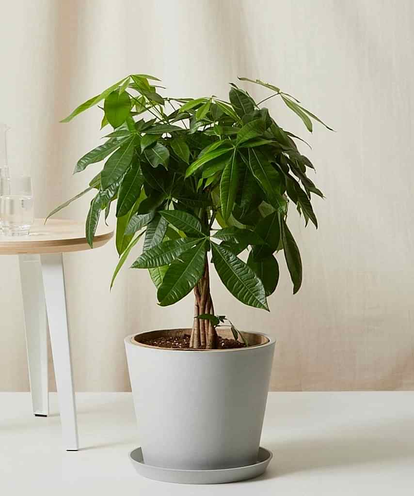 Bloomscape Large Money Tree potted in Stone Ecopot.