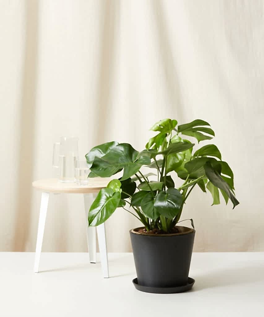 Bloomscape Large Monstera potted in Charcoal Ecopot.