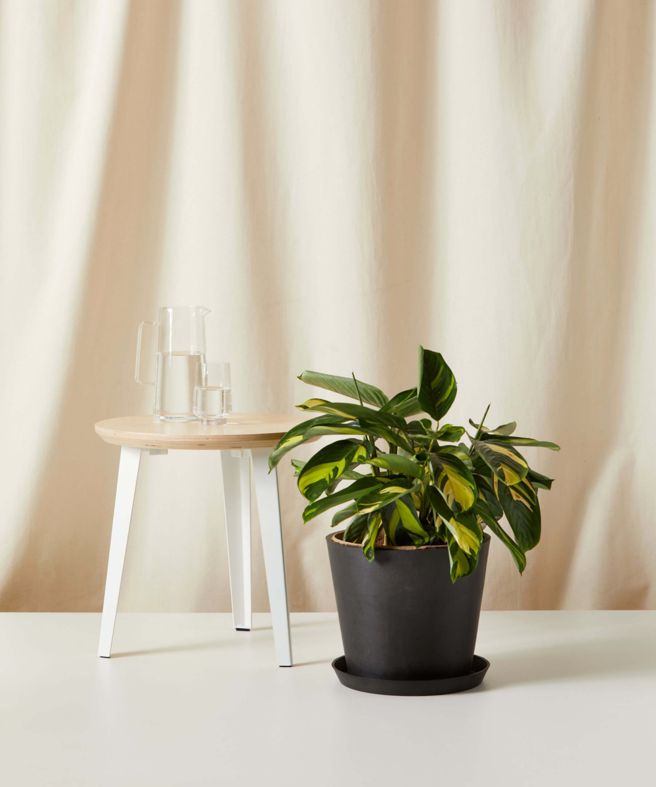 plant image
