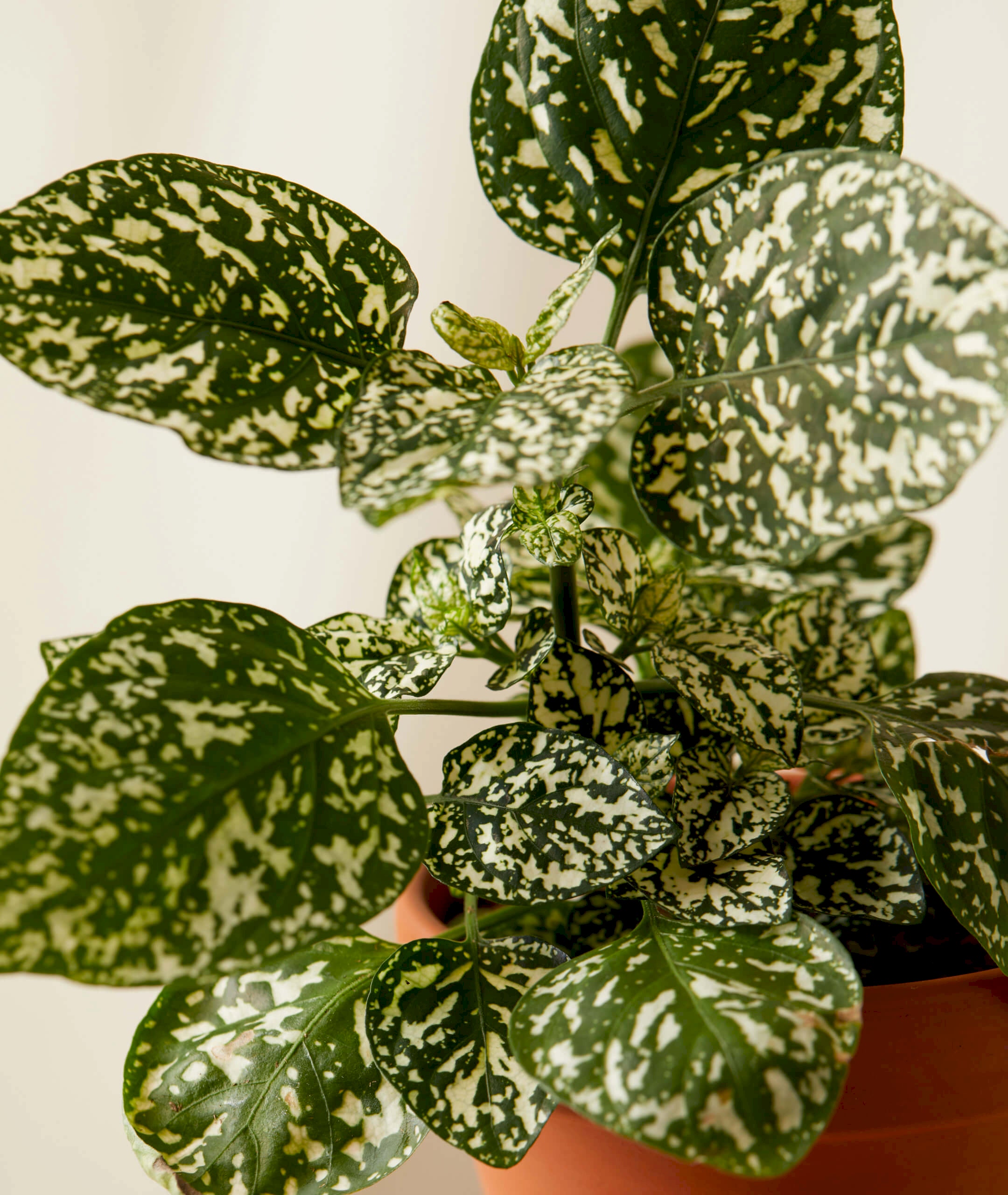 Image of species
