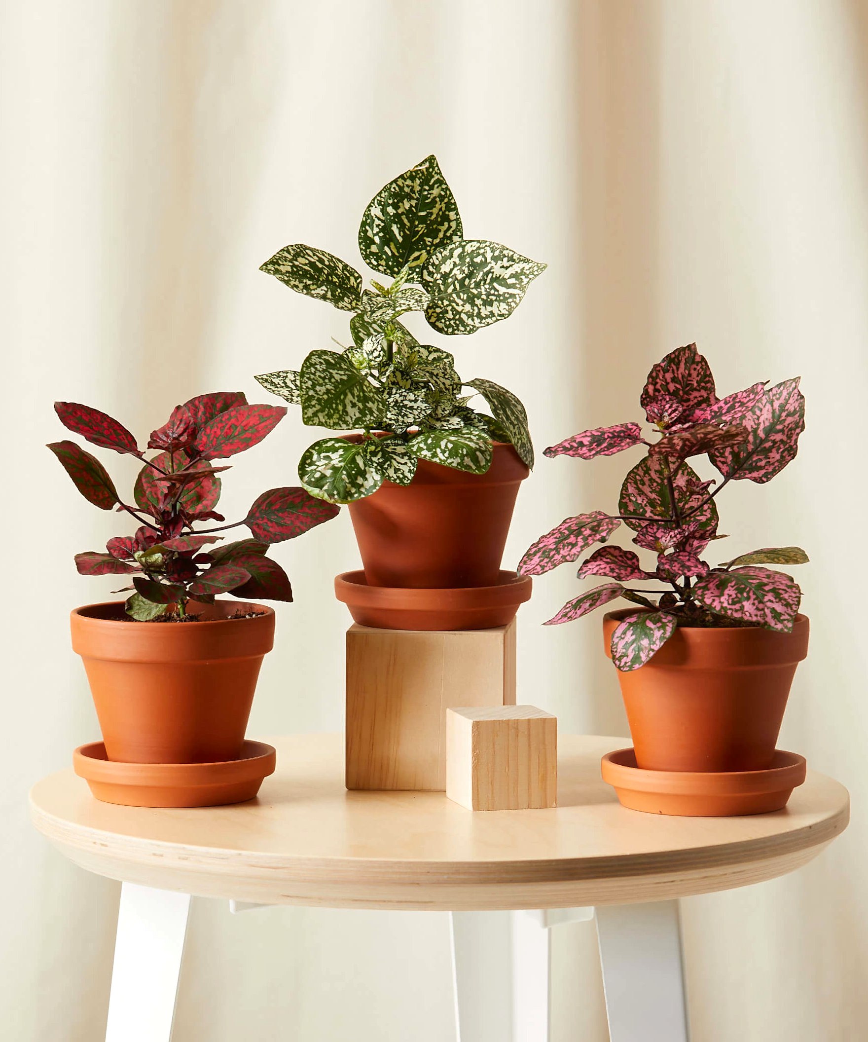 plant image
