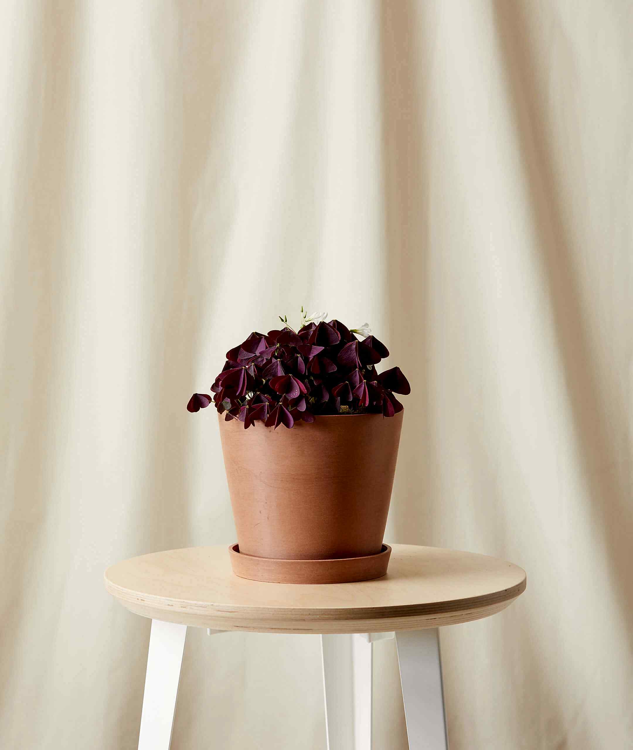 plant image