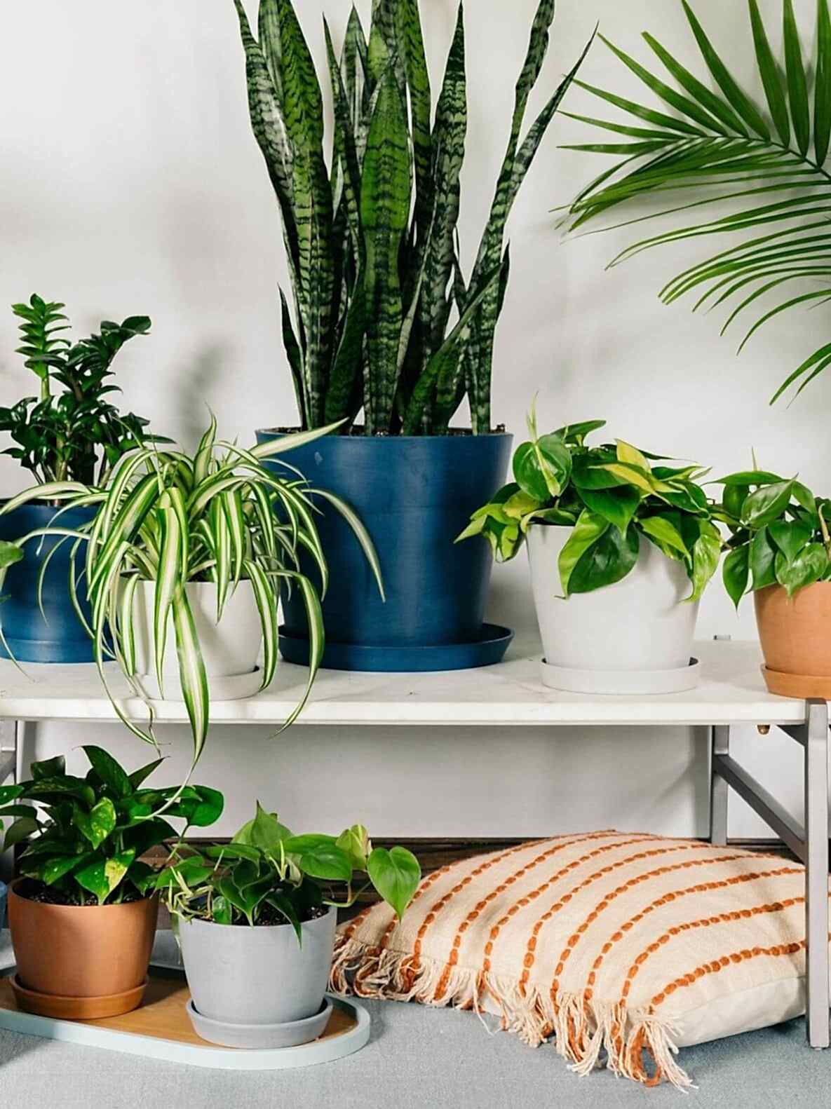 Shop Low Maintenance Favorites. Bloomscape plants arranged on a bench and tray next to a pillow