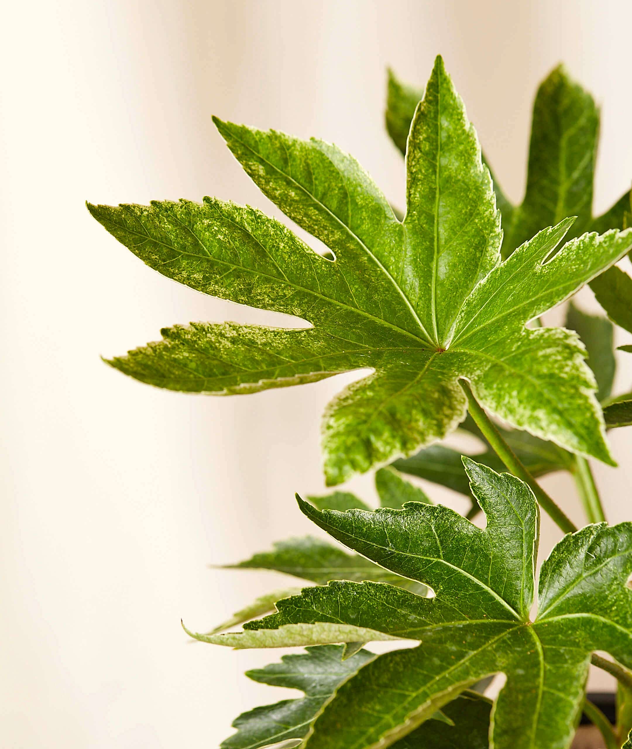 Fatsia Care