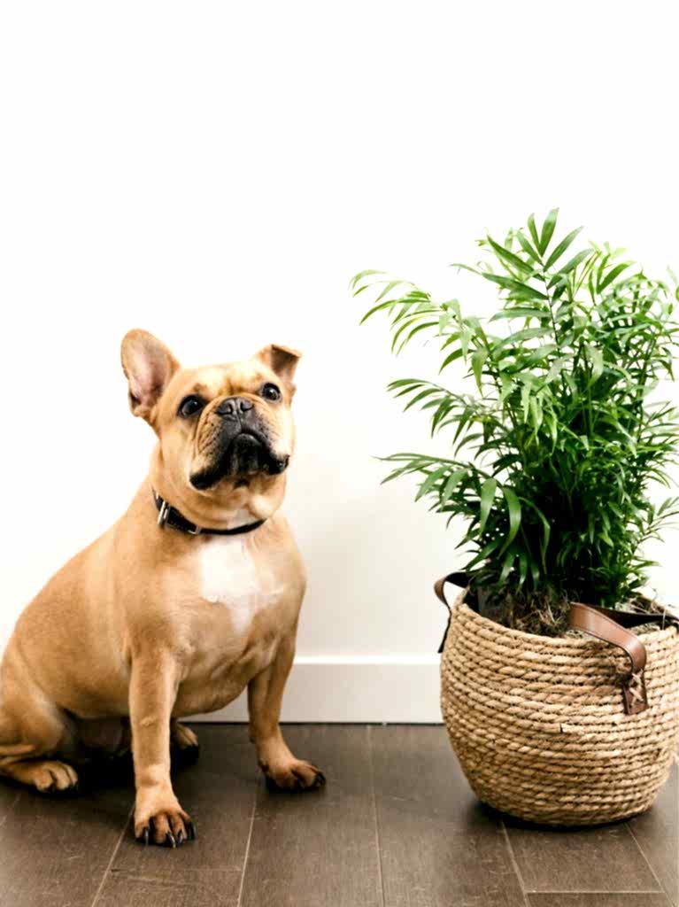 Shop Pet Friendly Picks. French Bulldog sitting next to Parlor Palm.