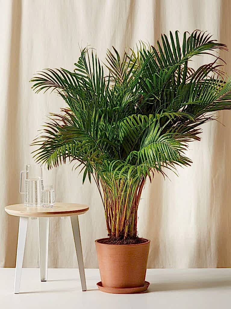 Bloomscape Areca Palm potted in Clay Ecopots planter next to table