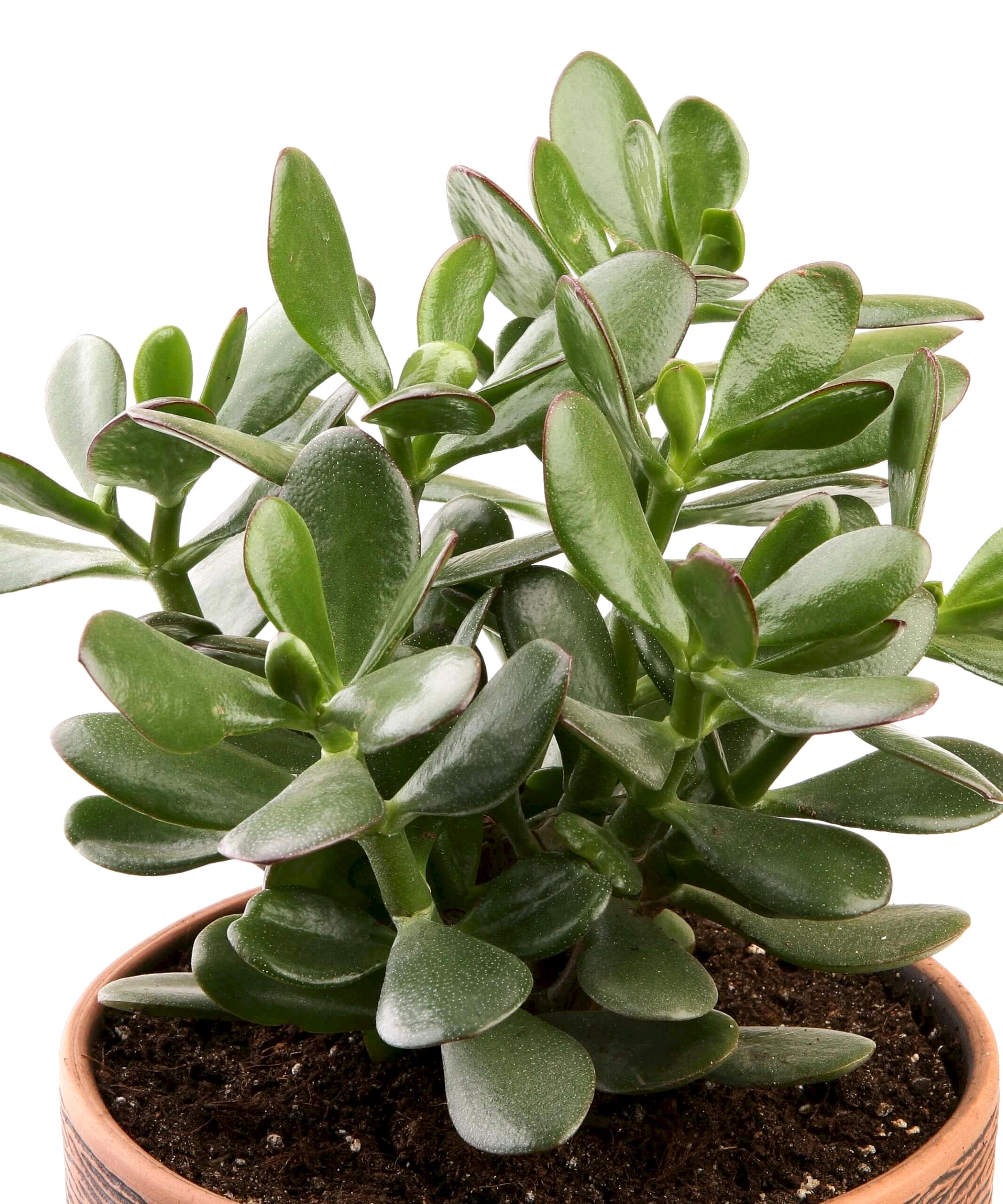 plant image