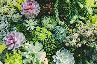 Detail of succulents