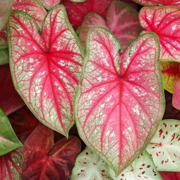 Caladium
