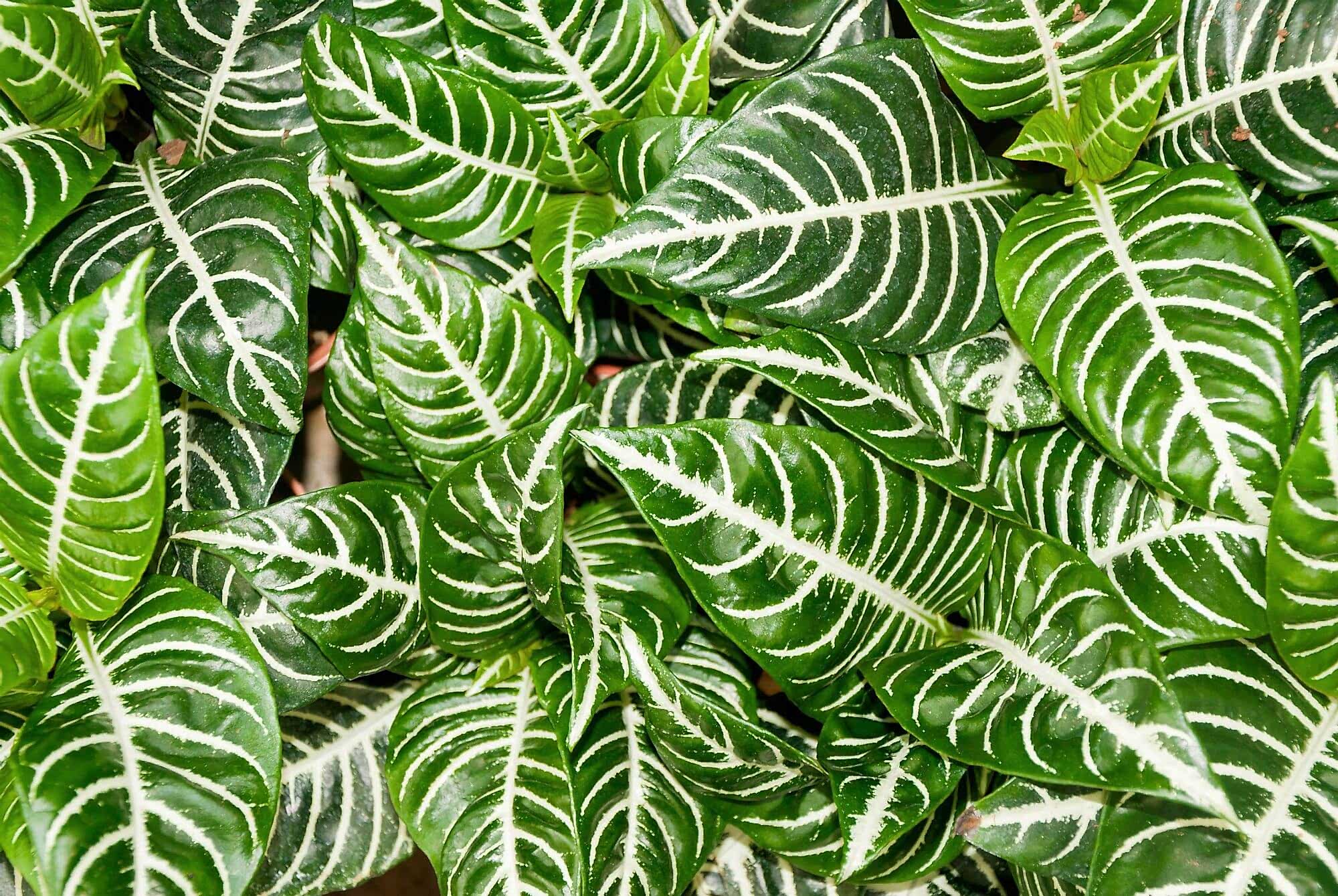 plant image
