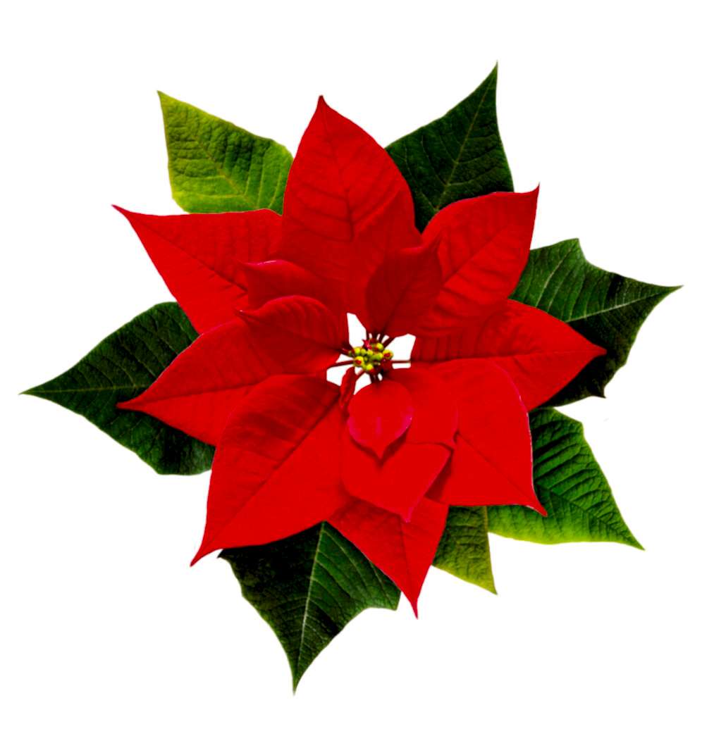 Image of species