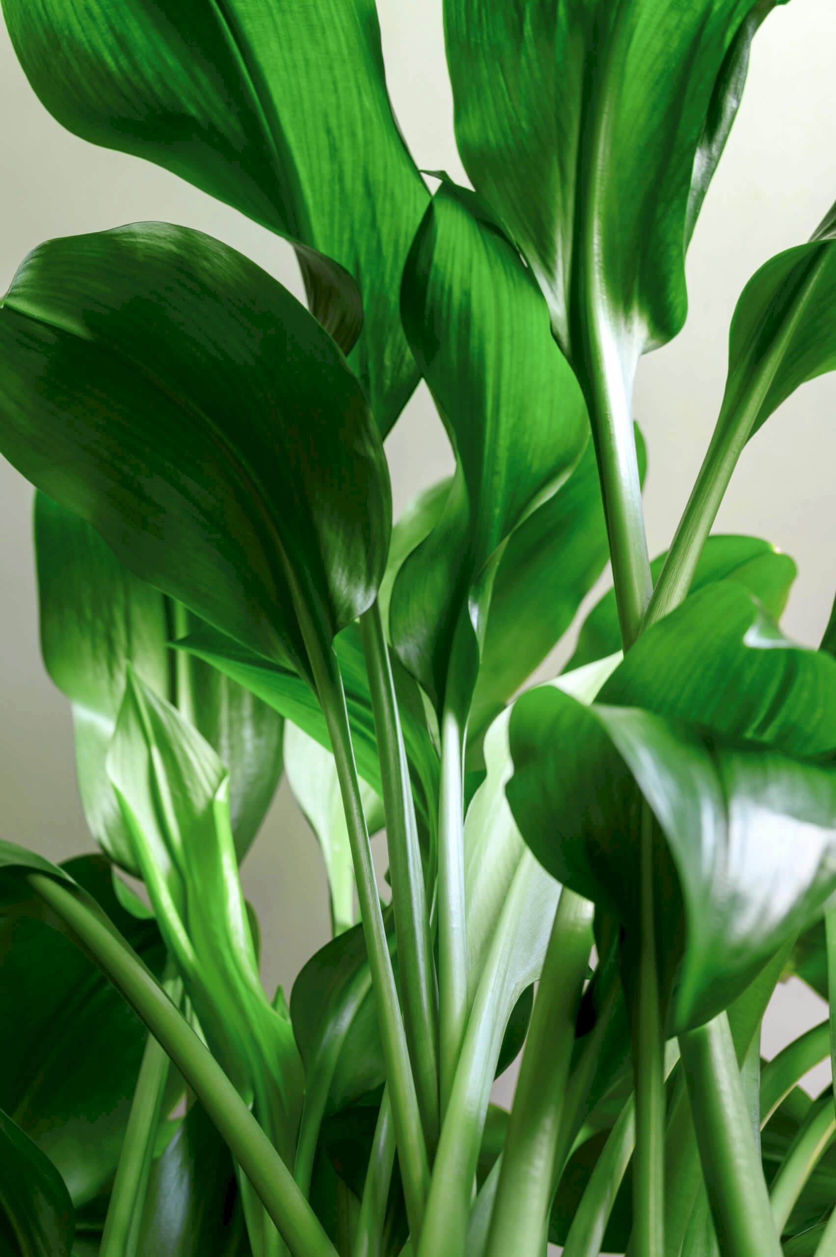 Cast Iron Plant
