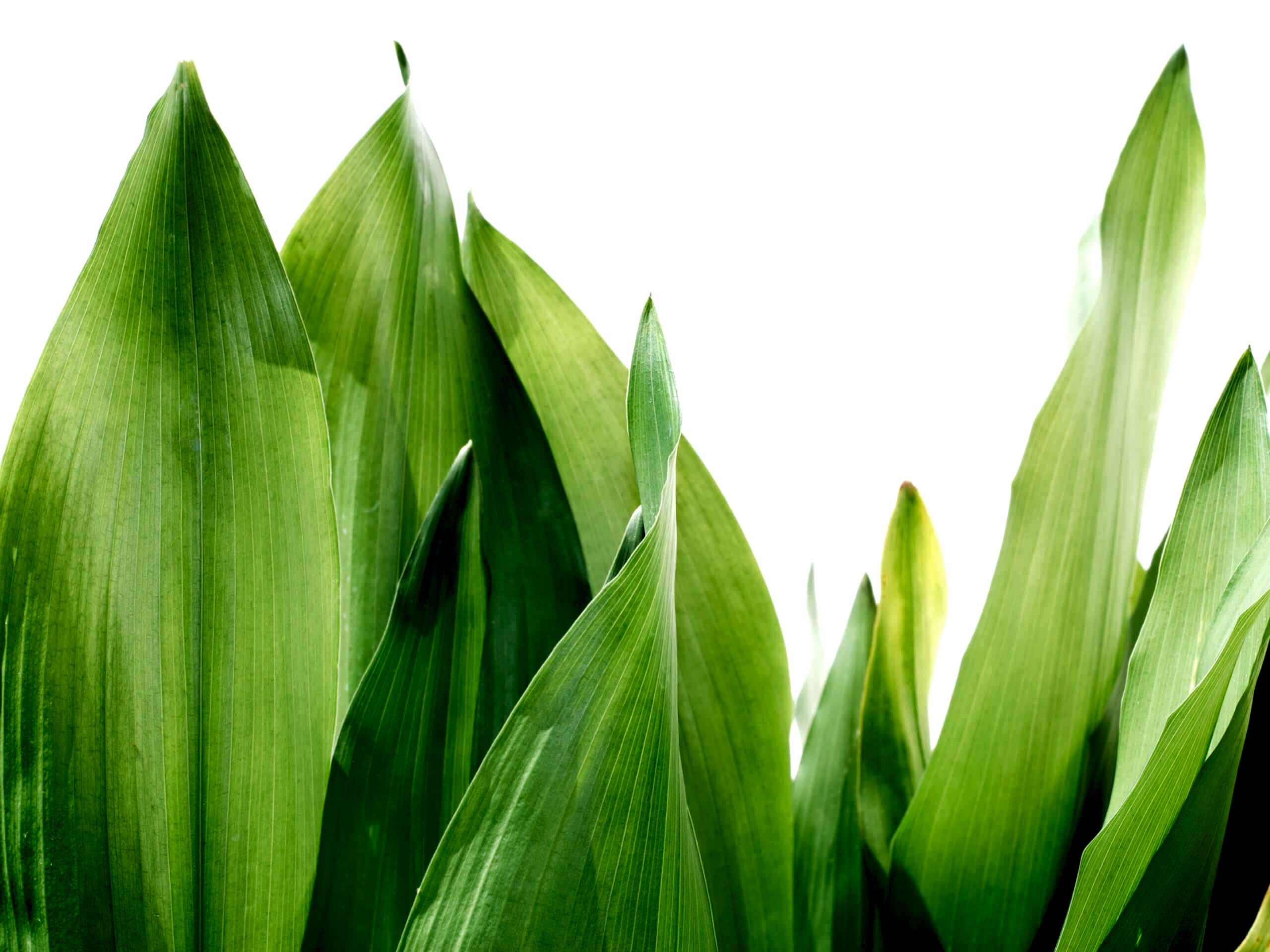 plant image