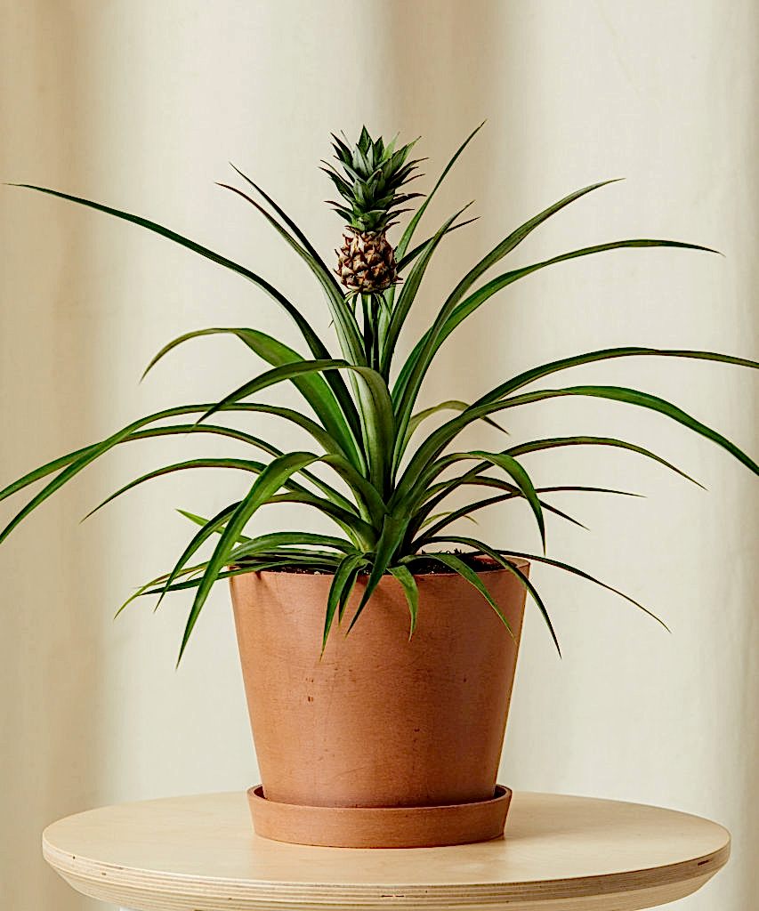 Buy Bloomscape Kid Safe Potted Bromeliad Pineapple