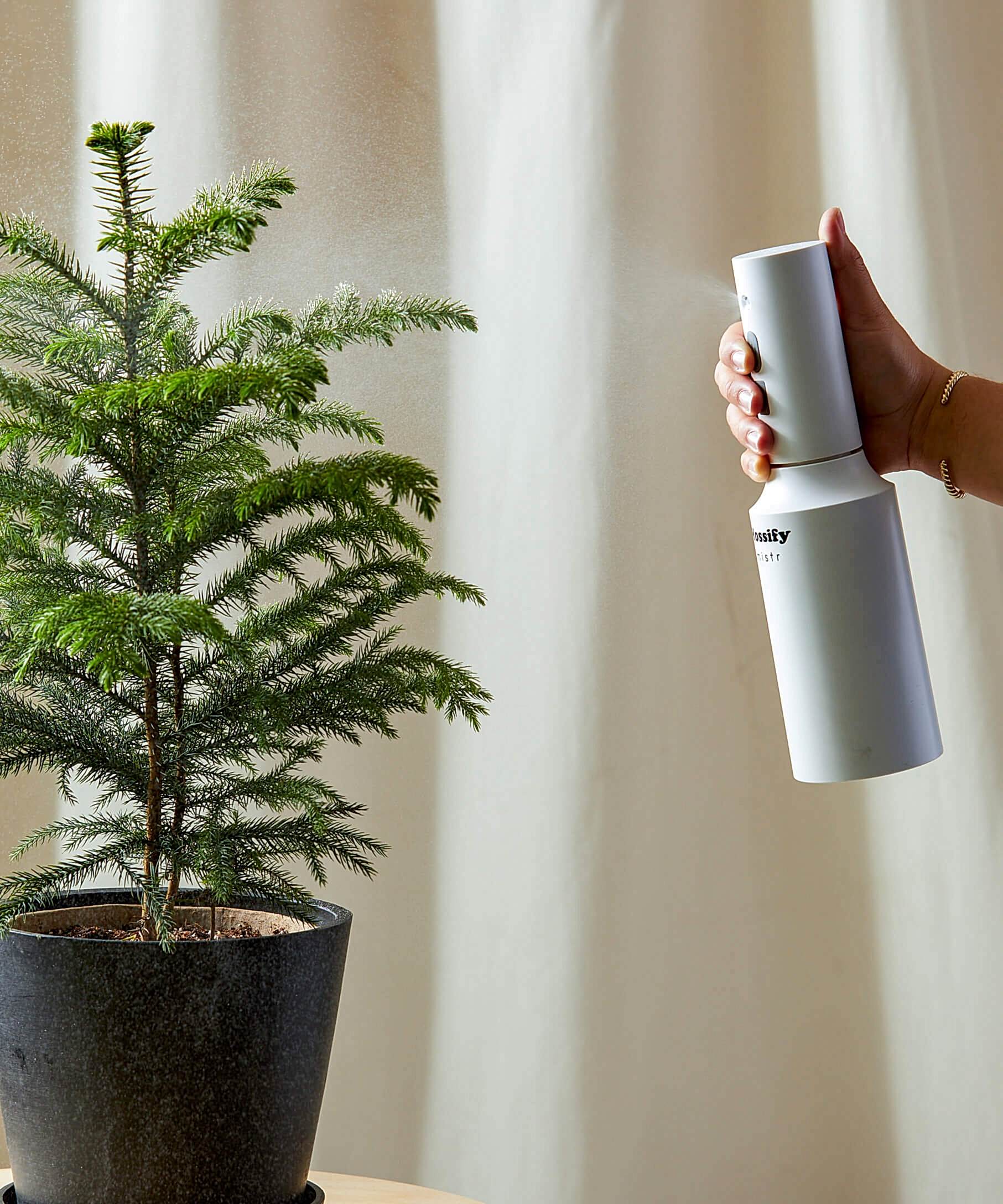Mister being used on norfolk pine