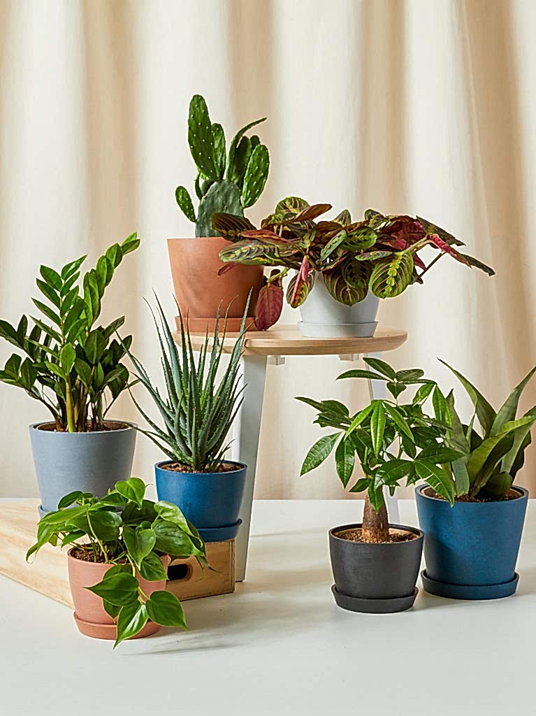Bloomscape plant gifts under $75 assortment